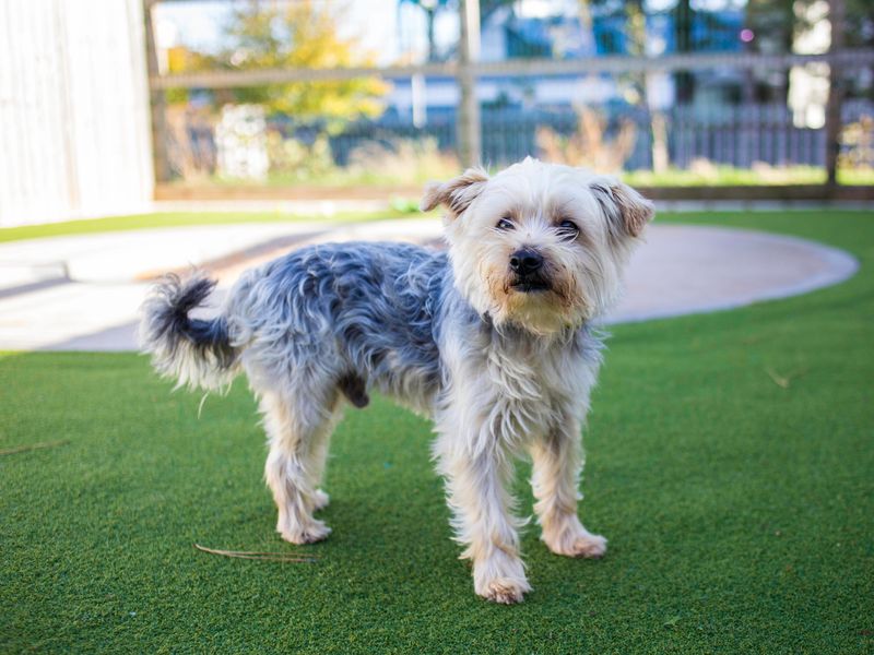 Yorkshire Terrier for adoption in Cardiff, Glamorgan – 6 years old - Image 3 of 5