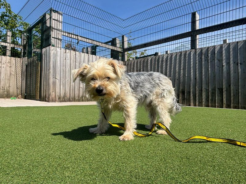 Yorkshire Terrier for adoption in Cardiff, Glamorgan – 6 years old - Image 5 of 5