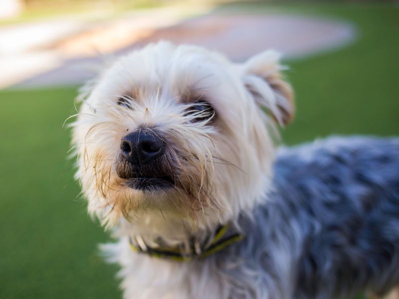 Yorkie Dogs And Puppies For Adoption