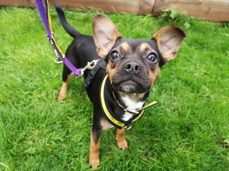 Jack Russell Terrier for adoption in Cardiff, Glamorgan – 5 years old