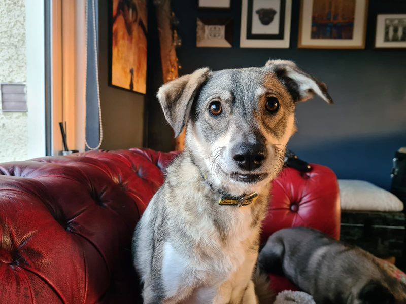 Adopt a Crossbreed Rescue Dog Wolfie Dogs Trust