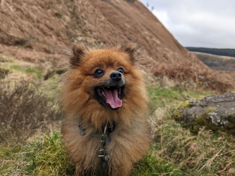 Pomeranian for adoption in Cardiff, Glamorgan – 6 years old - Image 2 of 6