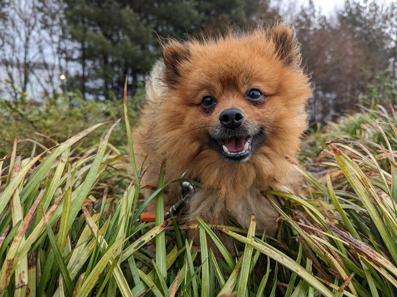 Pomeranian for adoption in Cardiff, Glamorgan – 6 years old - Image 6 of 6