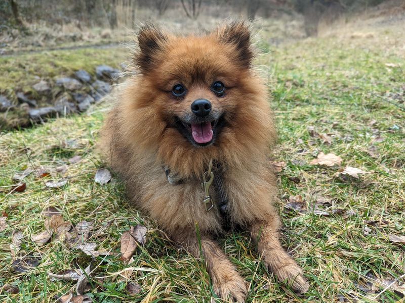 Pomeranian for adoption in Cardiff, Glamorgan – 6 years old - Image 1 of 6