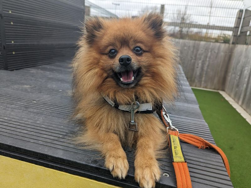 Pomeranian for adoption in Cardiff, Glamorgan – 6 years old - Image 3 of 6