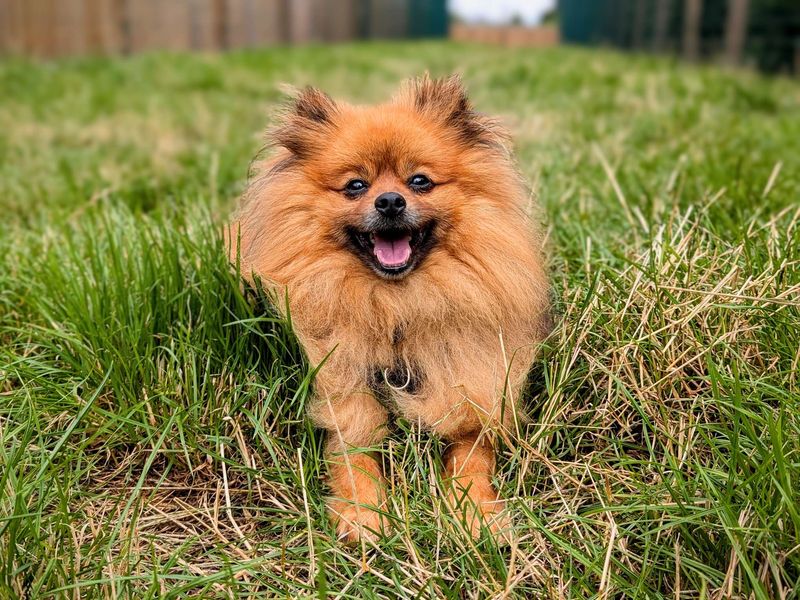 Pomeranian for adoption in Cardiff, Glamorgan – 6 years old - Image 4 of 6