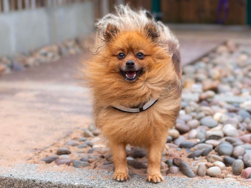 Pomeranian for adoption in Cardiff, Glamorgan – 6 years old - Image 5 of 6