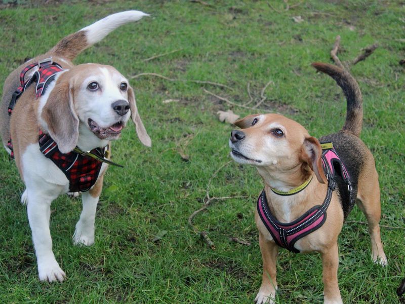 Beagle for adoption in Liverpool, Merseyside – 5 years old - Image 2 of 3