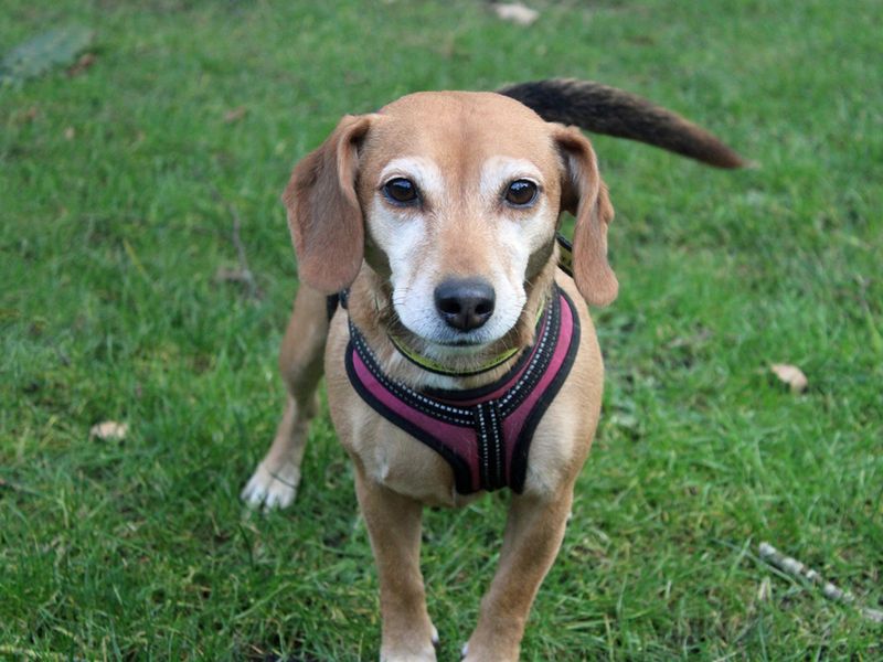 Beagle for adoption in Liverpool, Merseyside – 5 years old - Image 3 of 3
