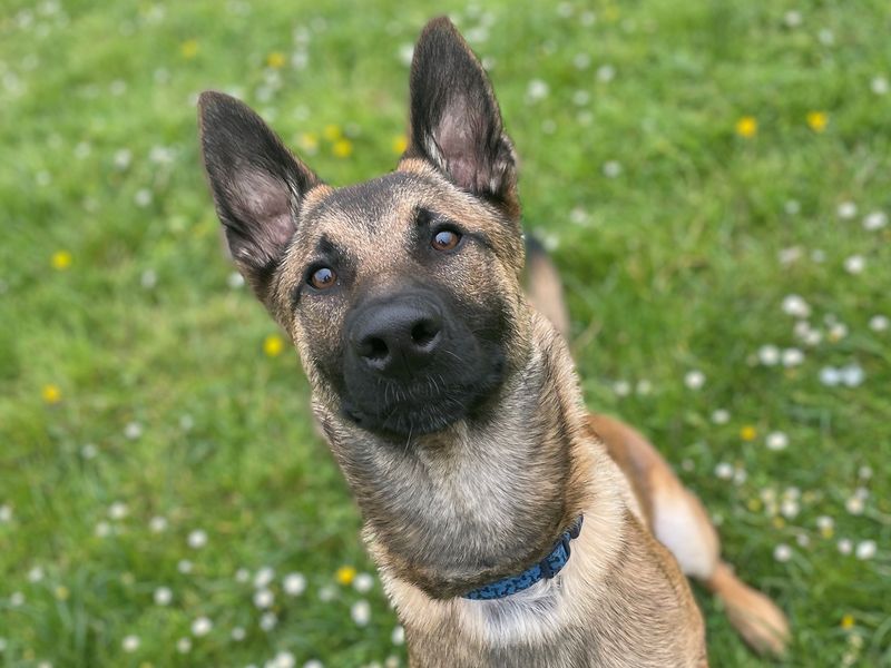 Malinois shepherd best sale dog