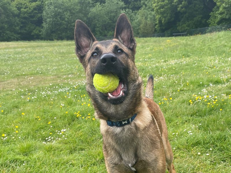 Bagel | Belgian Shepherd Dog (Malinois) Cross | Canterbury - 1