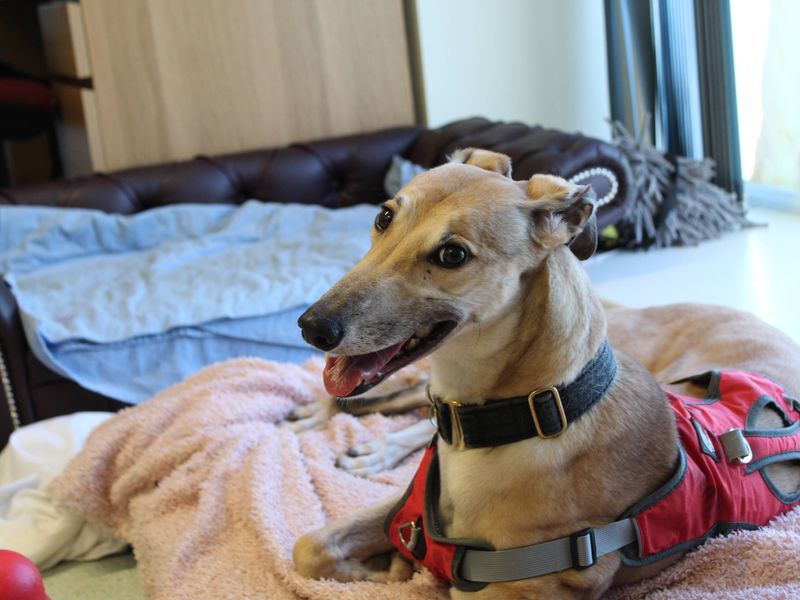 Greyhound for adoption in Kenilworth, Warks – 6 years old - Image 6 of 9