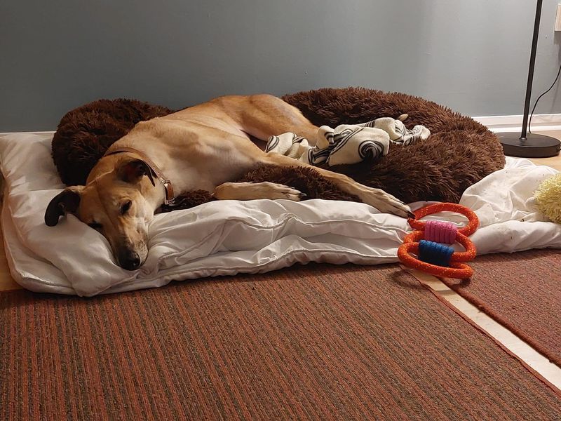 Greyhound for adoption in Kenilworth, Warks – 6 years old - Image 7 of 9