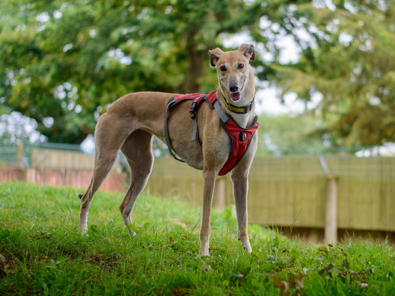 Greyhound for adoption in Kenilworth, Warks – 6 years old - Image 4 of 9