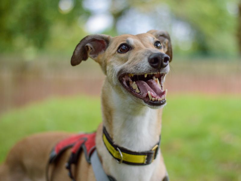 Greyhound for adoption in Kenilworth, Warks – 6 years old - Image 1 of 9