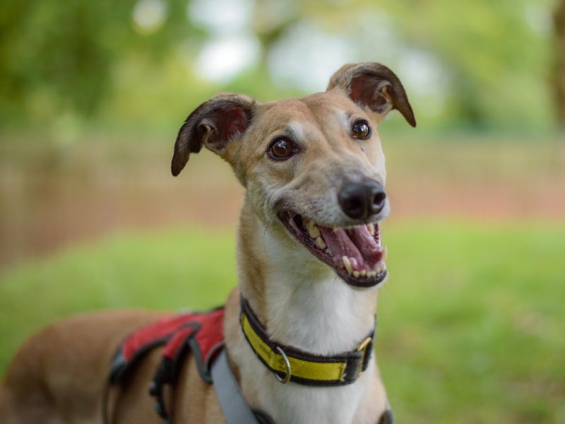 Greyhound for adoption in Kenilworth, Warks – 6 years old - Image 8 of 9