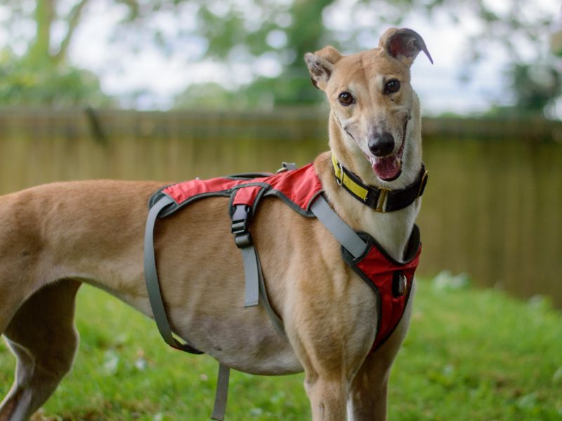 Greyhound for adoption in Kenilworth, Warks – 6 years old - Image 2 of 9