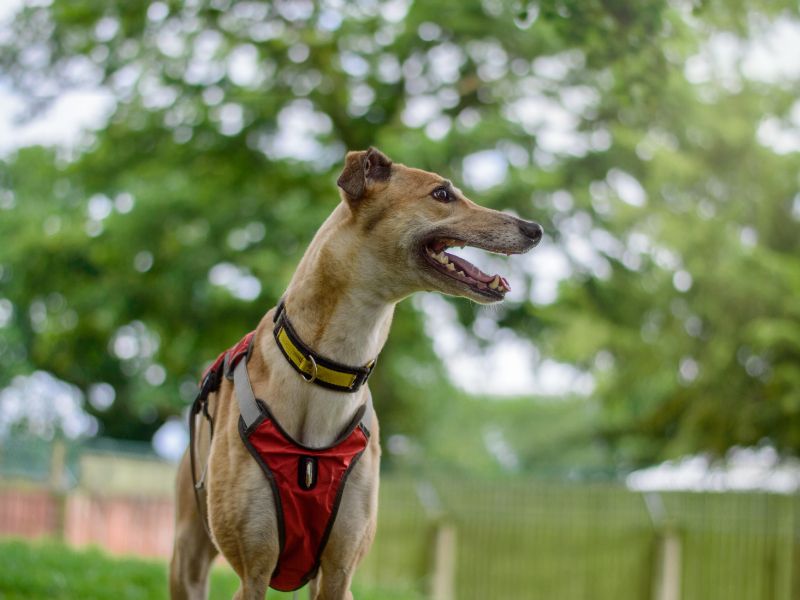 Greyhound for adoption in Kenilworth, Warks – 6 years old - Image 5 of 9