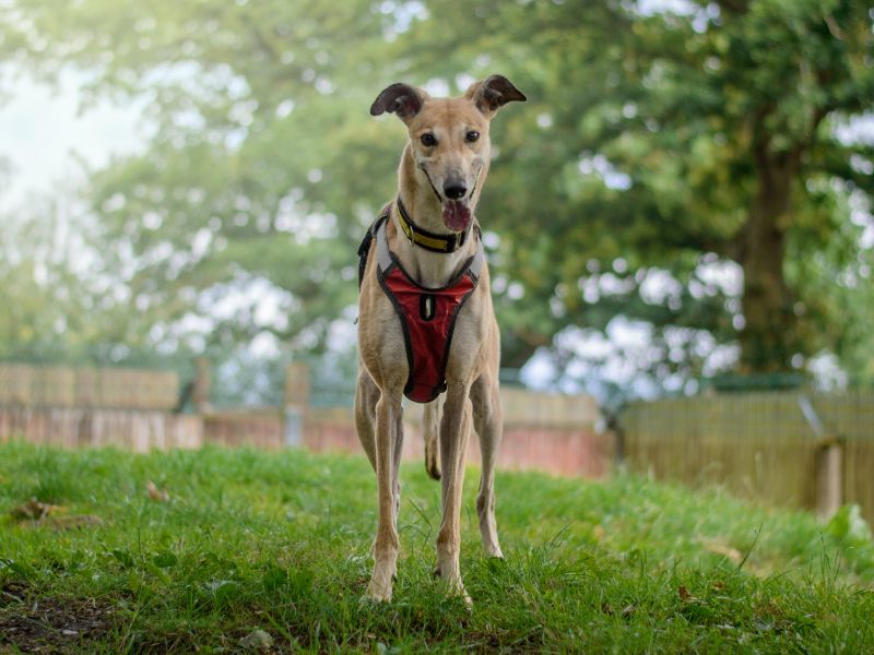 Greyhound for adoption in Kenilworth, Warks – 6 years old - Image 3 of 9