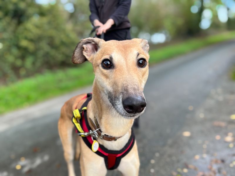 Greyhound for adoption in Kenilworth, Warks – 6 years old - Image 9 of 9
