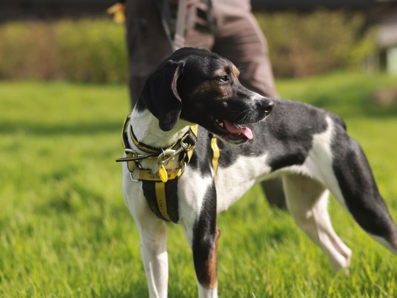 Willow | Trailhound | Shoreham (Sussex) - 3