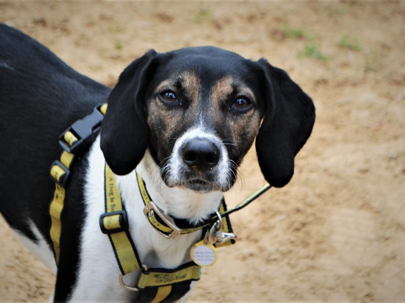 Willow | Trailhound | Shoreham (Sussex) - 5