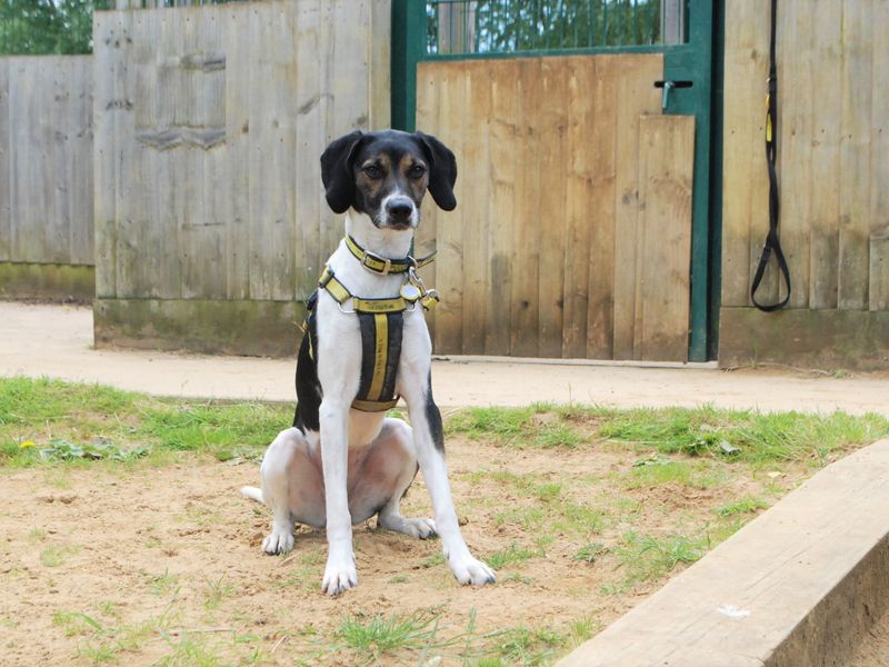 Willow | Trailhound | Shoreham (Sussex) - 1