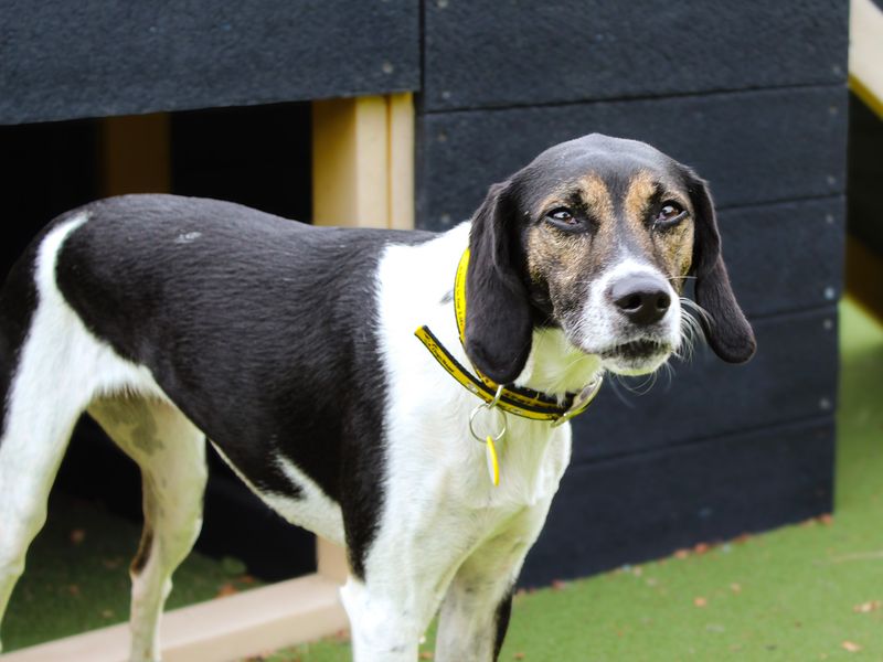 Willow | Trailhound | Shoreham (Sussex) - 1