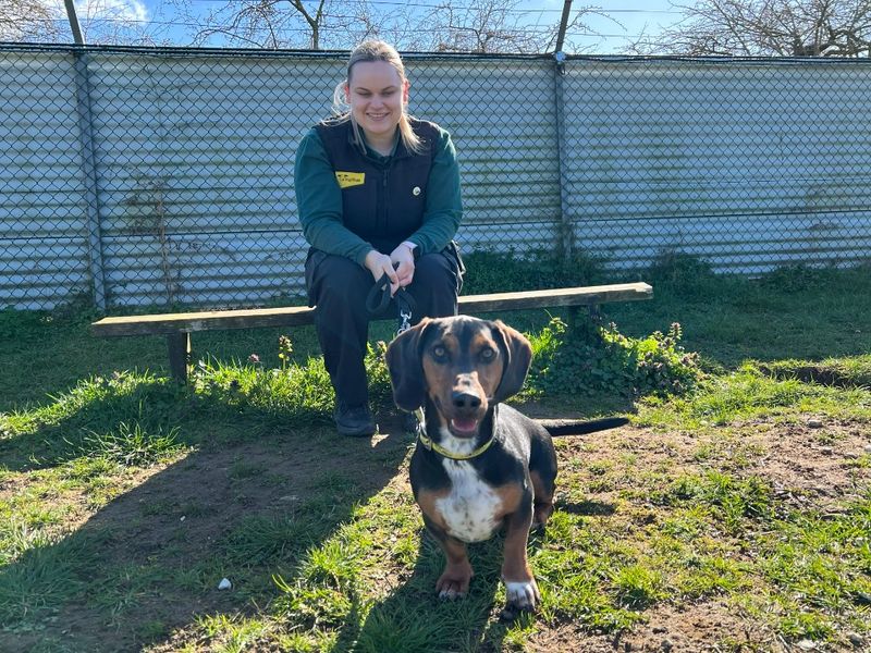 Dachshund for adoption in Snetterton, Norfolk – 3 years old - Image 7 of 7