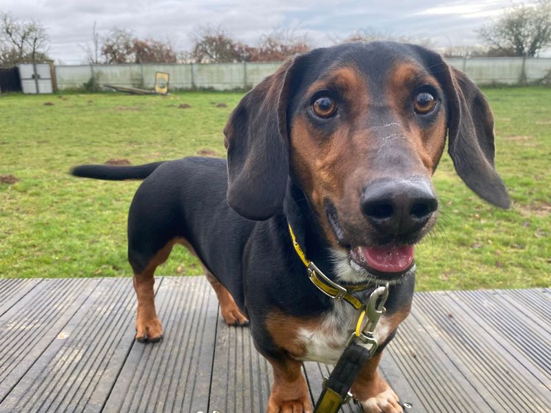 Dachshund for adoption in Snetterton, Norfolk – 3 years old - Image 2 of 7