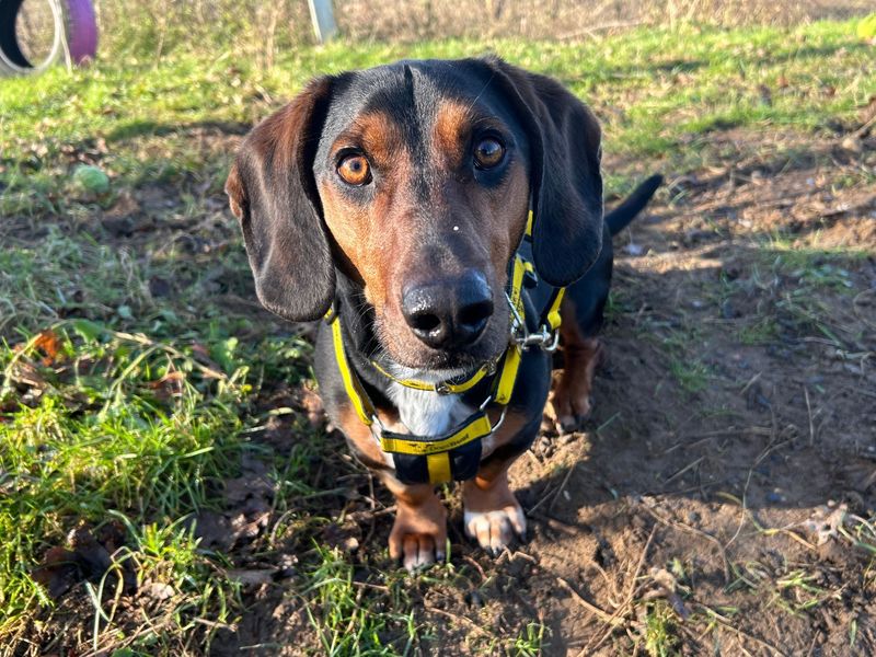 Dachshund for adoption in Snetterton, Norfolk – 3 years old - Image 3 of 7