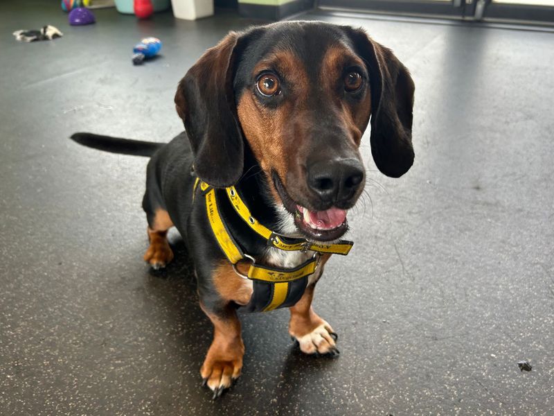 Dachshund for adoption in Snetterton, Norfolk – 3 years old - Image 5 of 7
