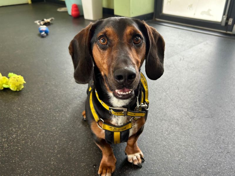 Dachshund for adoption in Snetterton, Norfolk – 3 years old