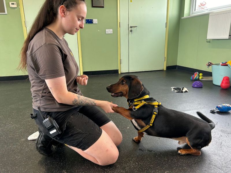Dachshund for adoption in Snetterton, Norfolk – 3 years old - Image 4 of 7