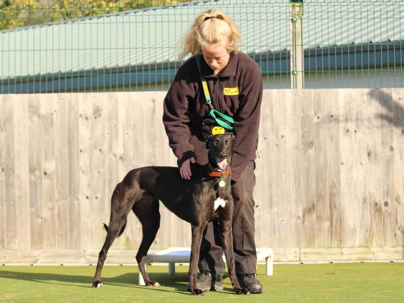 Greyhound for adoption in Evesham, Worcestershire – 4 years old - Image 4 of 4