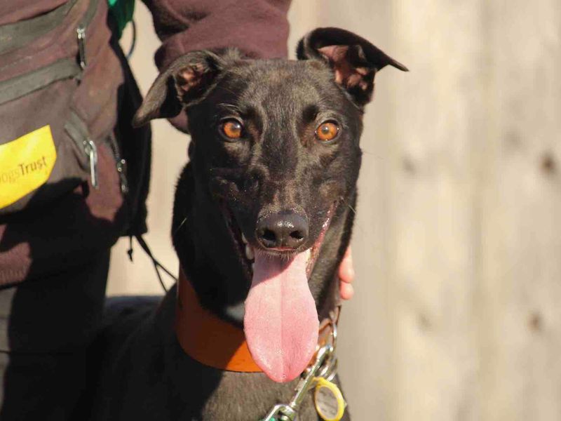 Greyhound for adoption in Evesham, Worcestershire – 4 years old - Image 3 of 4