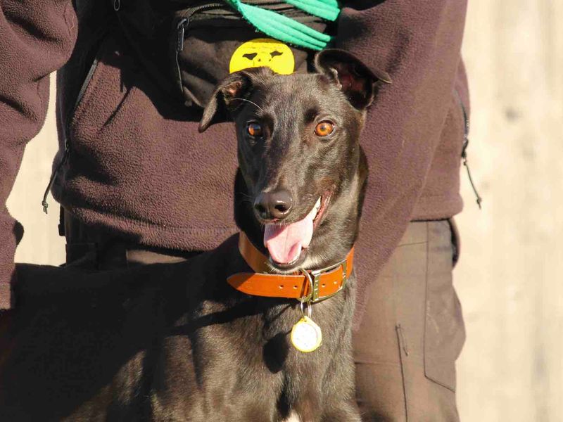 Greyhound for adoption in Evesham, Worcestershire – 4 years old - Image 1 of 4