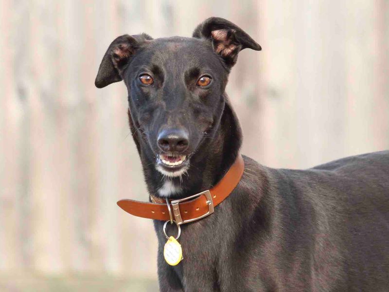 Greyhound for adoption in Evesham, Worcestershire – 4 years old - Image 2 of 4