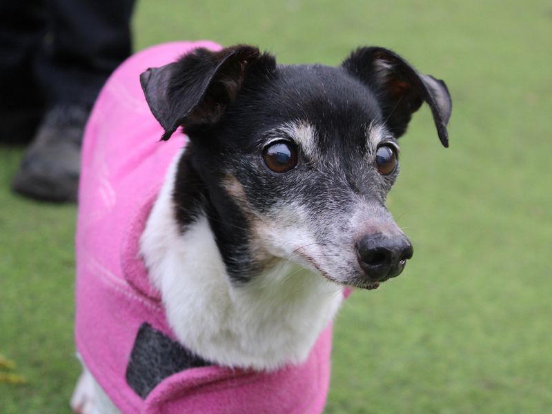 Lady | Terrier (Jack Russell) | Merseyside (Liverpool) - 1