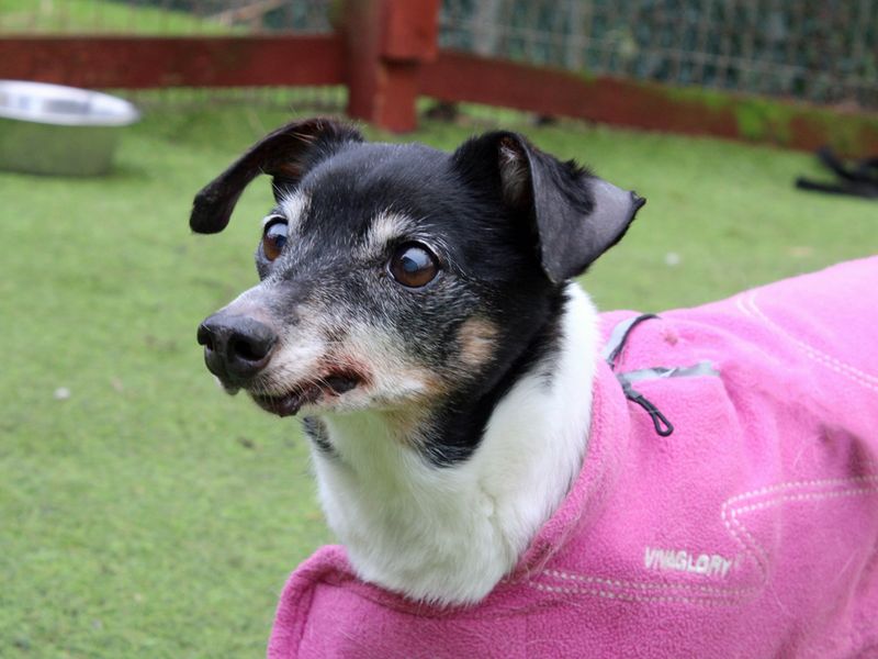 Jack Russell Terrier for adoption in Liverpool, Merseyside – 16 years old - Image 4 of 4