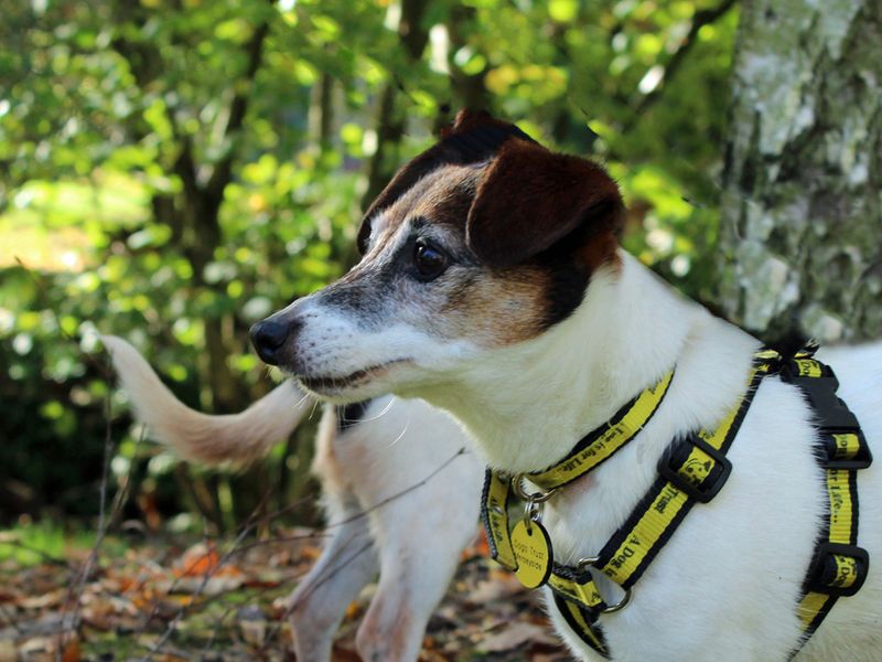 Jack Russell Terrier for adoption in Liverpool, Merseyside – 15 years old - Image 1 of 4