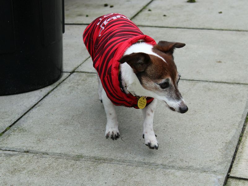 Jack Russell Terrier for adoption in Liverpool, Merseyside – 15 years old - Image 2 of 4