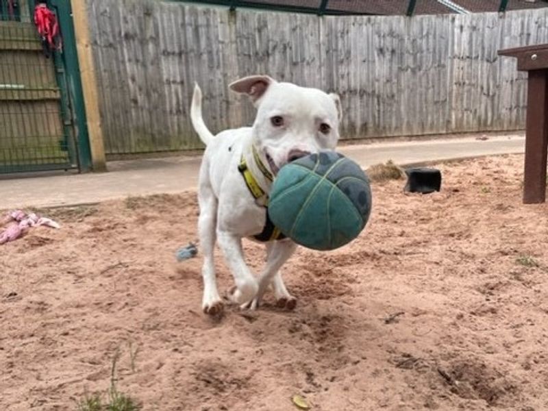Pitbulls to sales adopt near me