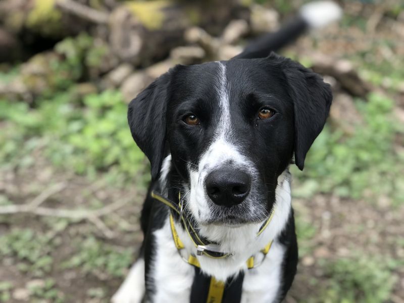 Border Collie for adoption in Ilfracombe, North Devon – 3 years old - Image 4 of 6