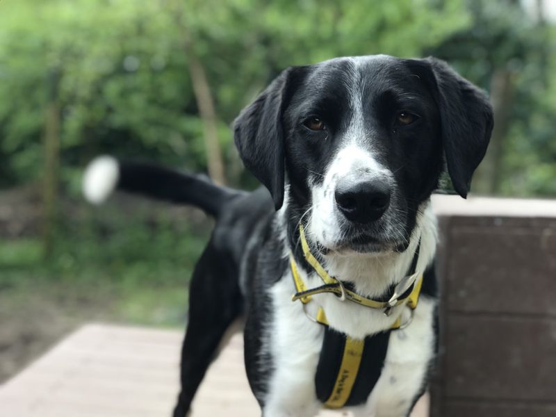 Border Collie for adoption in Ilfracombe, North Devon – 3 years old - Image 3 of 6