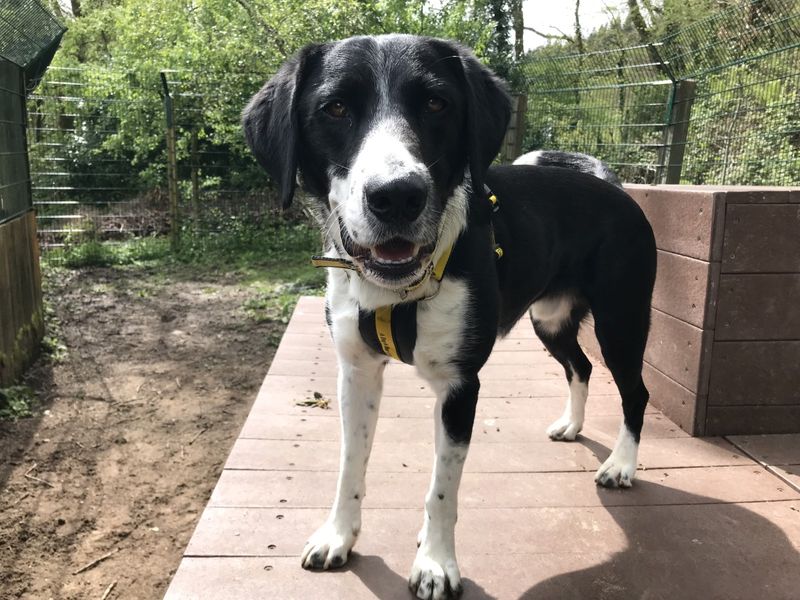 Border Collie for adoption in Ilfracombe, North Devon – 3 years old