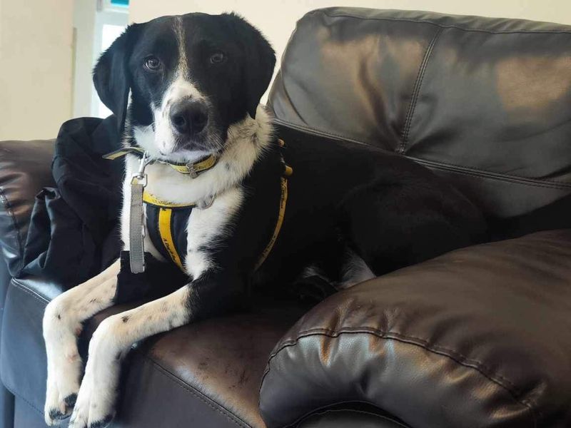 Border Collie for adoption in Ilfracombe, North Devon – 3 years old - Image 6 of 6