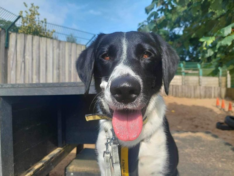 Border Collie for adoption in Ilfracombe, North Devon – 3 years old - Image 2 of 6