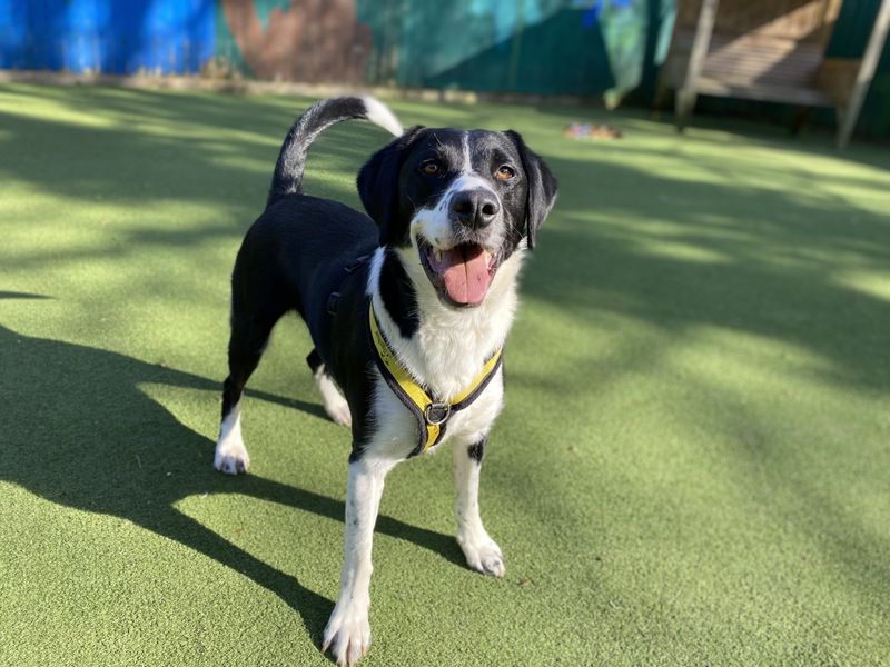 Boots | Retriever (Labrador) Cross | Evesham (Worcestershire) - 1