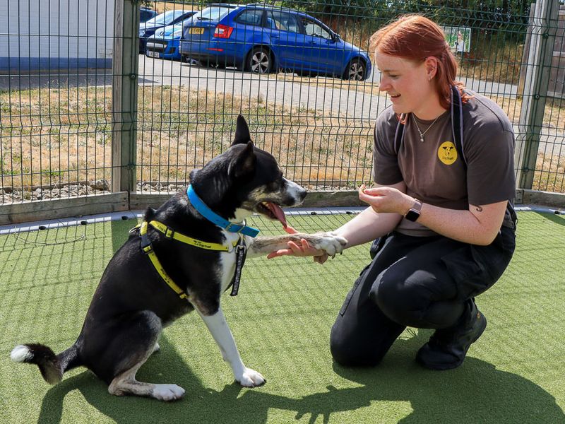 Bonnie | Crossbreed | Evesham (Worcestershire) - 2